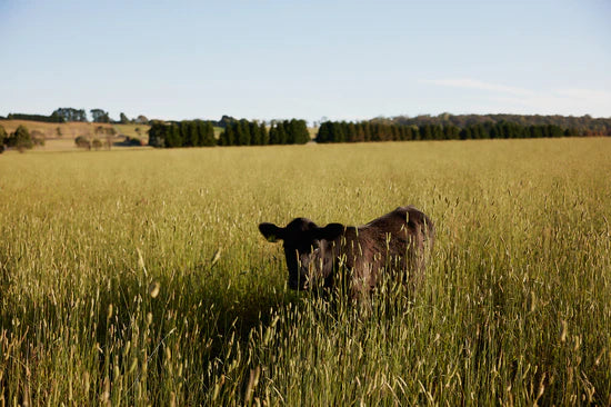 Organic Grass-Fed Beef Bone Broth โ Premium Nutrition Benefits
